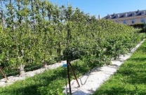 Toile de paillage "LONGPROTECT 450" / rouleau 0.88m x 50m / Unité – Image 3