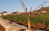 Toile de paillage "LONGPROTECT 450" / rouleau 0.88m x 50m / Unité – Image 4