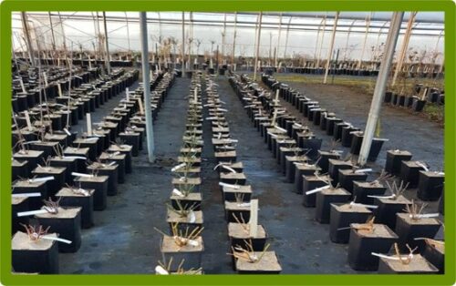 Dalles de paillage Carrées "HERBI 500" Fendues / Lot